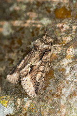 Allophyes oxyacanthae