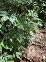 Elatostema lineolatum