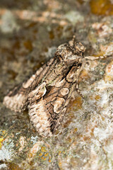 Allophyes oxyacanthae