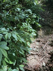 Elatostema lineolatum