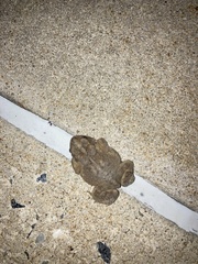 Anaxyrus americanus