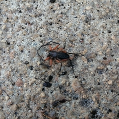 Platyoides walteri