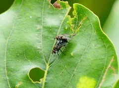 Anthomyia illocata