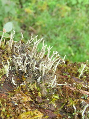 Cladonia