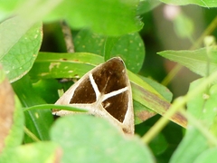 Chalciope