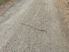 Pituophis catenifer deserticola