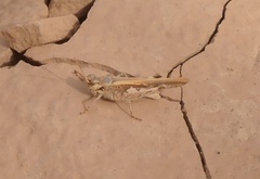 Acrotylus insubricus