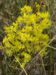 Acacia meiantha