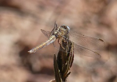 Orthetrum chrysostigma