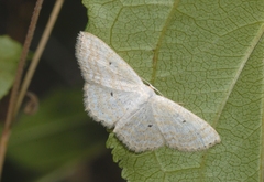 Scopula immutata