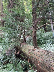 Cryptomeria japonica