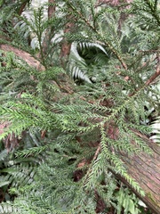 Cryptomeria japonica