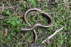 Anguis colchica