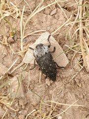 Capnodis tenebrionis