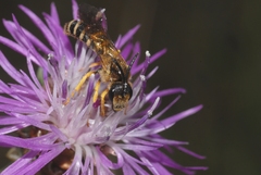 Halictus scabiosae