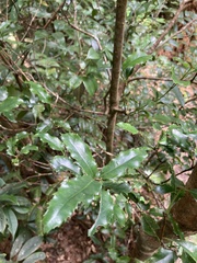 Helicia cochinchinensis