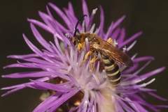 Halictus scabiosae