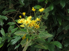 Munnozia senecionidis