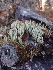 Cladonia macilenta