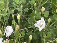 Acleisanthes