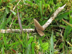 Satyrinae