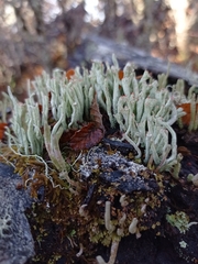 Cladonia macilenta