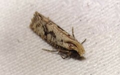 Acrolophus mortipennella
