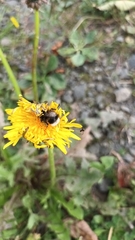 Bombus lapidarius
