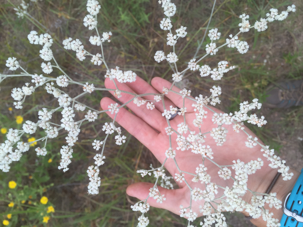 annual buckwheat (Plants of Roxborough State Park) · iNaturalist