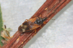 Anthocoris confusus