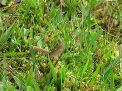 Satyrinae