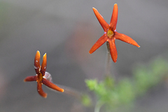 Jamesbrittenia atropurpurea