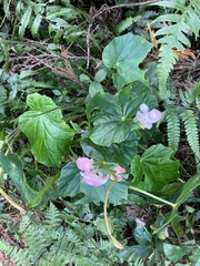 Begonia chitoensis