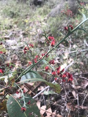 Daviesia brevifolia