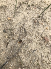 Microhodotermes viator