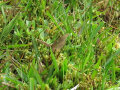 Satyrinae
