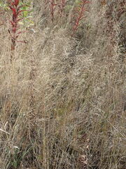 Agrostis capillaris