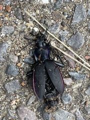 Carabus violaceus