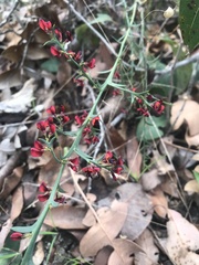 Daviesia brevifolia