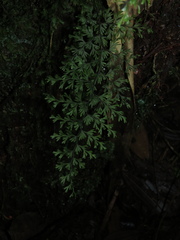 Hymenophyllum