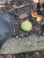 Juglans