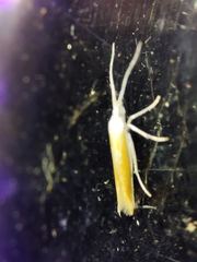 Coleophora albella