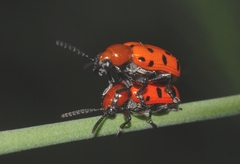 Crioceris duodecimpunctata