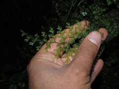 Hymenophyllum