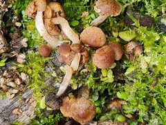 Candolleomyces typhae