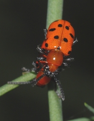 Crioceris duodecimpunctata