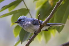 Elminia albicauda