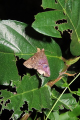 Ommatophora luminosa