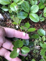 Gaultheria procumbens image