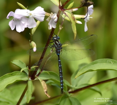 Aeshna tuberculifera